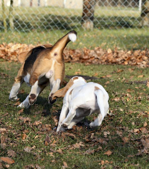 Beagle und Welpe rennen